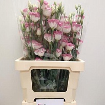 Эустома Rosita Pink Picotee 10шт