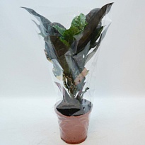 Кодиеум Магнифисент d13 h35 8шт