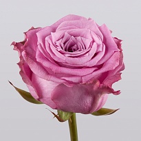 Роза Маритим одноголовая (МЦ) дл.60 15шт/уп