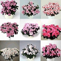 Азалия микс Фёгель d12 h25 8шт