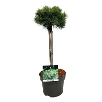 Сосна (Pinus) Горная Мопс стем d23 h70 1шт