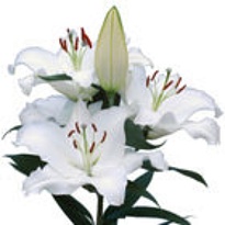 Лилия Or. Pacific Ocean 4/5+ 10шт