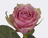 Роза Ultraflo Athena Royale дл.35 10шт