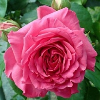 Роза Imperial Rose (B.Topalovic) Джулбер Сикер плет. 2л 1шт