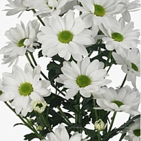 Хризантема кустовая Chic (Linflowers) 5шт