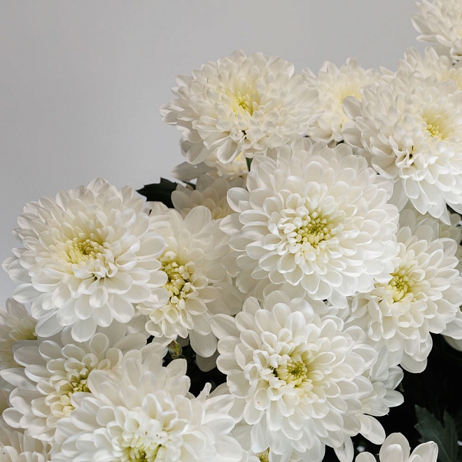 Букет из хризантемы кустовой "Серенада"