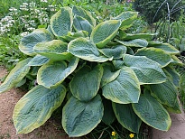 Хоста Кристмас Три 1шт*