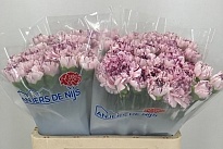 Гвоздика Yukari 20шт