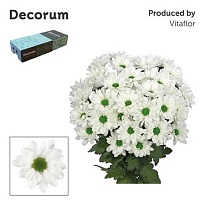 Хризантема кустовая Chic (Decorum) 5шт