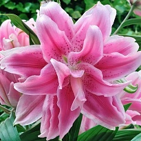 Лилия Roselily  Dbl Isabella Moerman