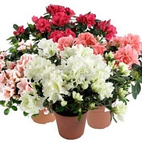 Азалия микс d9 h20 12шт