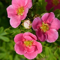 Лапчатка кустар. Беллисима/Цв.Кор 1шт