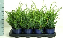 Можжевельник (Juniperus) китайский Блю Альпс (KV) d13 h30-35 8шт