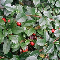 Кизильник блестящий 2л h50 (П) 1шт