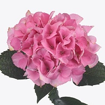 Гортензия Royal Love Classic дл.80 d22-23 1шт