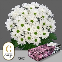 Хризантема кустовая Chic (Charisma) 5шт