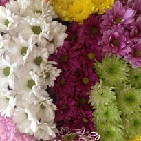 Хризантема кустовая MIX ПРОМО 5 шт
