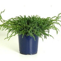 Можжевельник (Juniperus) чешуйчатый Блю Карпет (KV) d17 h30-40 1шт