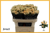 Роза кустовая Trinity дл.80 10шт