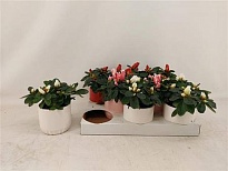 Азалия микс (керамика ) d9 h20 8шт