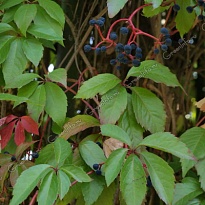 Виноград пятилисточковый (Партеноциссус)/Цв.Кор 1шт