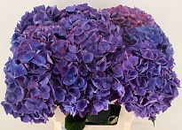 Гортензия Royal Opera дл.60 1шт