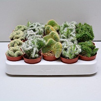 Кактус Кристаат микс d5 h10 20шт