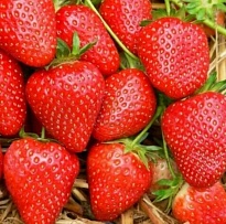 Земляника Мамочка (ОКС) 5шт/кор