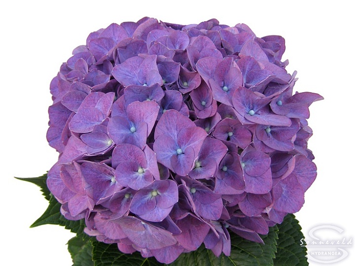 Гортензия Rodeo Purple d20-22 дл.65 1шт