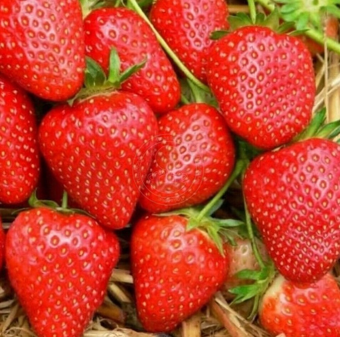 Земляника Мамочка (ОКС) 5шт/кор