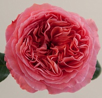 Роза Joyfer Roses Candy Xpression дл.50 25шт