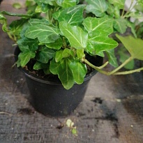 Хедера Мэйн Херц d13 h40 12шт