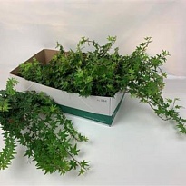 Хедера Джоэль d13 h40 12шт