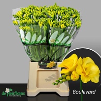 Фрезия Boulevard 10шт