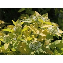 Пузыреплодник (Physocarpus) калинолист. Ангел Голд d11 h50-60