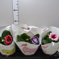 Синнингия микс d12 h20 6шт