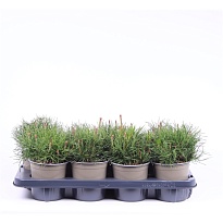 Сосна (Pinus) горная Муго Мугус d13 h15 8шт