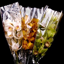Орхидея Cymbidium Stem Mix дл.80 *6 1шт (A)