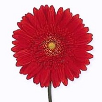 Гербера Red Explosion 25 шт