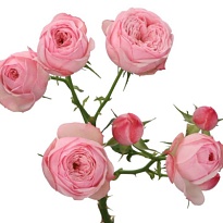 Роза Mansfild Park Pink кустовая (Ц) дл.50 10шт/уп