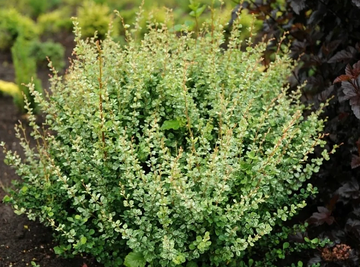 Барбарис (Berberis) тунб. Сильвер Бьюти d9 h25-35 18шт