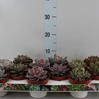 Эхеверия микс d10 h10 10шт