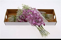 Орхидея Dendrobium 1 шт.