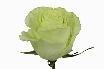 Роза Sofi Farms S.a.s Lemonade дл.60 25шт