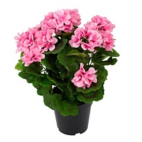 Герань в кашпо искусственная h38см розовый 