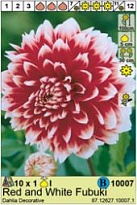Георгина Ред энд Уайт Фубуки декор. 1шт*