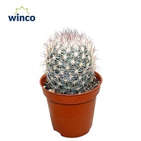 Кактус Эскобария Вилларда d5 h10 20шт