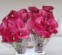 Калла Beijing 10шт