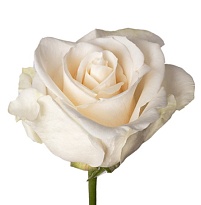 Роза Elena Vendela дл.70 25шт