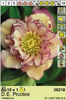 Морозник Эллен Пикоти махр. 1шт*